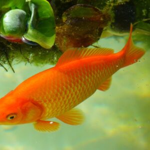 goldfish, fish, swim-43279.jpg